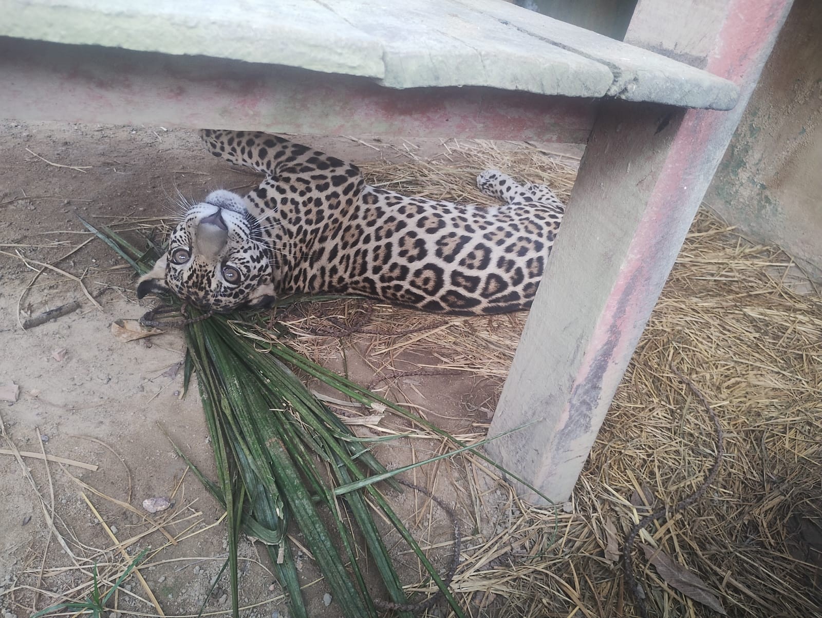 Onça resgatada na Amazônia viaja de avião para ter nova chance no DF; VÍDEO