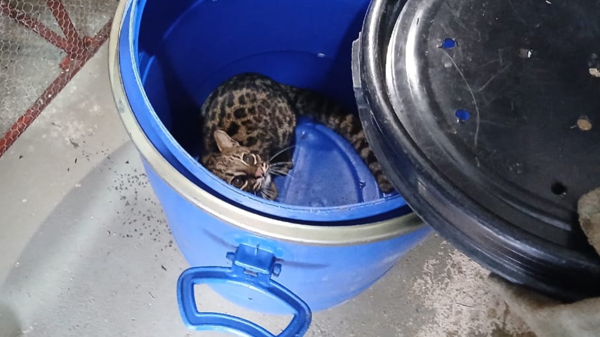 VÍDEO: menor felino selvagem do Brasil é capturado após entrar em imóvel em Jundiaí