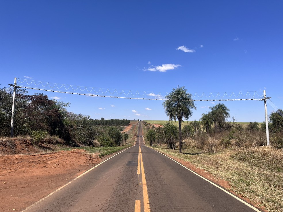 Ponte de 50 metros garante travessia segura para mico-leões-pretos em Presidente Epitácio (SP) — Foto: Programa de Conservação do Mico-leão-preto/Divulgação