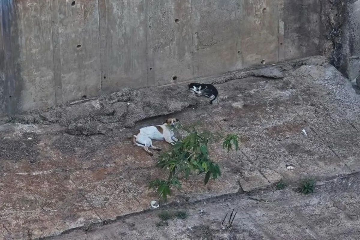 Animais em córrego: quando chamar o Corpo de Bombeiros e quem acionar em Campo Grande