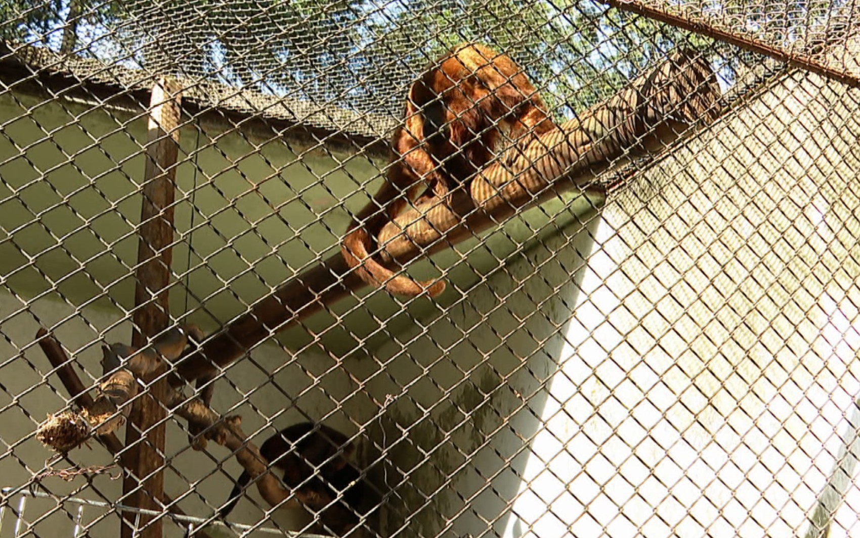 Macacos encontrados mortos em campus da USP estavam infectados com febre amarela, aponta análise