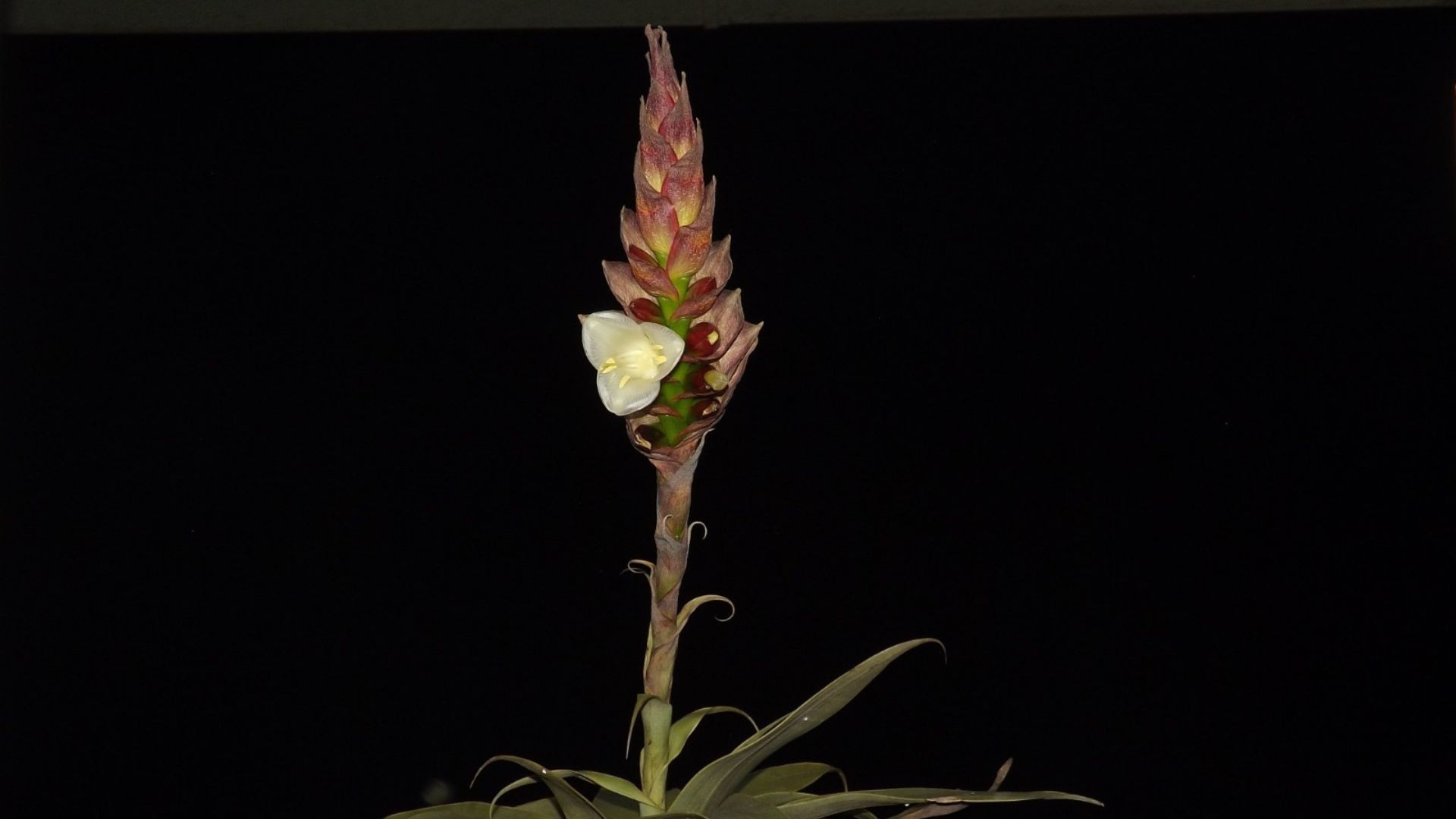 'Dama-escarlate': nova bromélia é descoberta no ES e já corre risco de desaparecer; VÍDEO