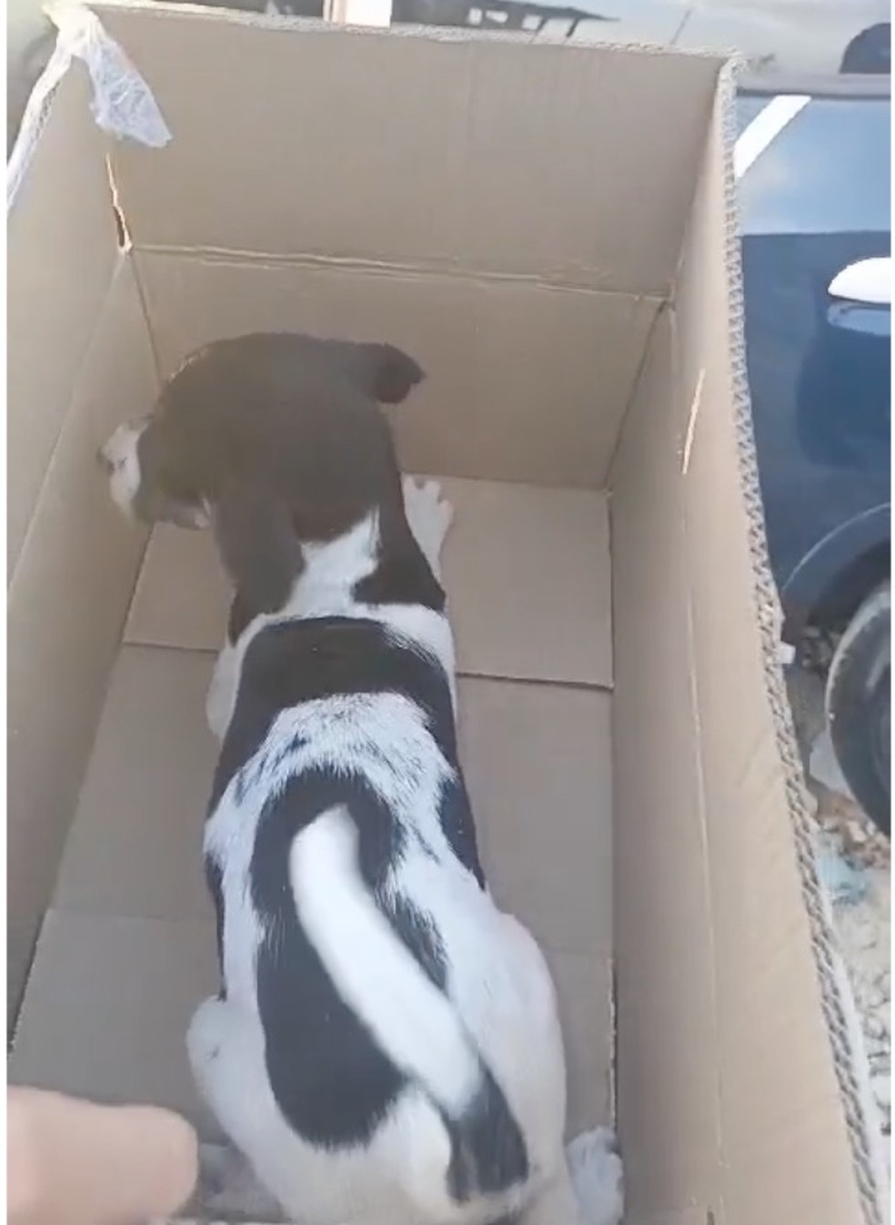 Flagrado abusando de cachorrinha, homem é preso suspeito de zoofilia em  Mogi das Cruzes; VÍDEO | Mogi das Cruzes e Suzano | G1