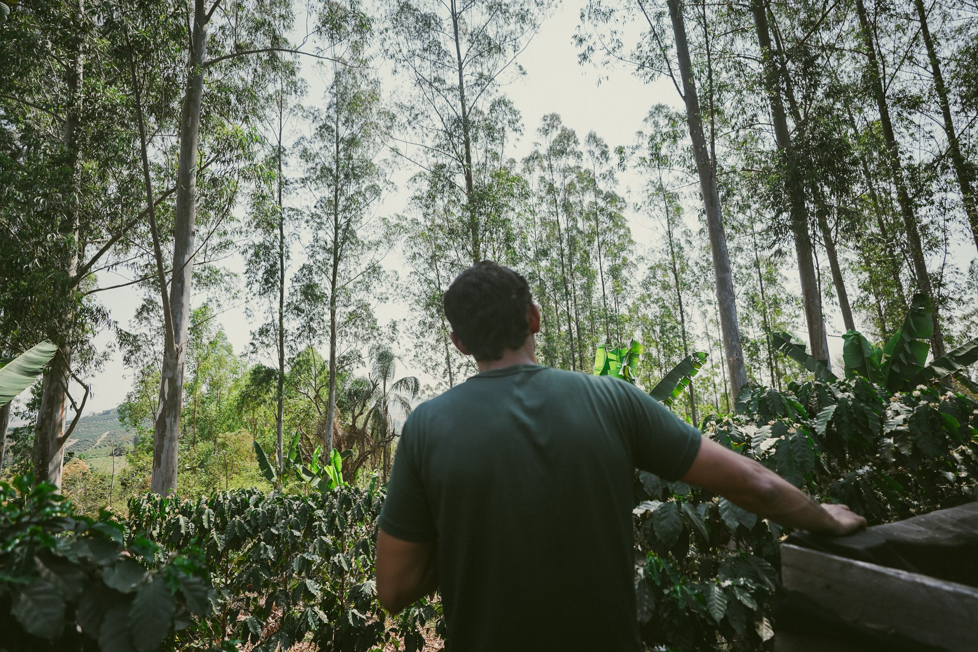 Cafezinho em risco: como sombra de árvores ajuda planta a lidar com o planeta mais quente