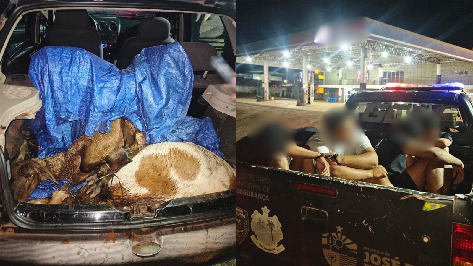 Bodes furtados são flagrados em porta-malas de carro; quatro suspeitos são detidos no PI