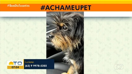Telespectador pede ajuda para encontrar cachorro desaparecido na quadra 208 Norte