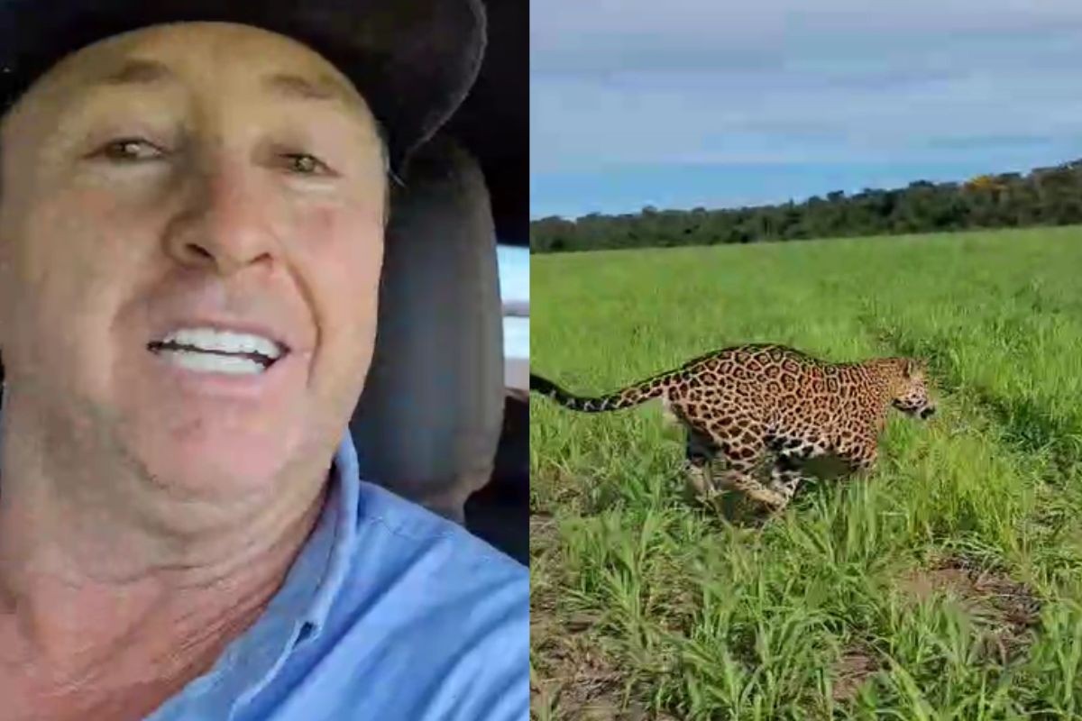 'Adrenalina inexplicável’, diz fazendeiro que foi 'escoltado' por onça-pintada em MT 