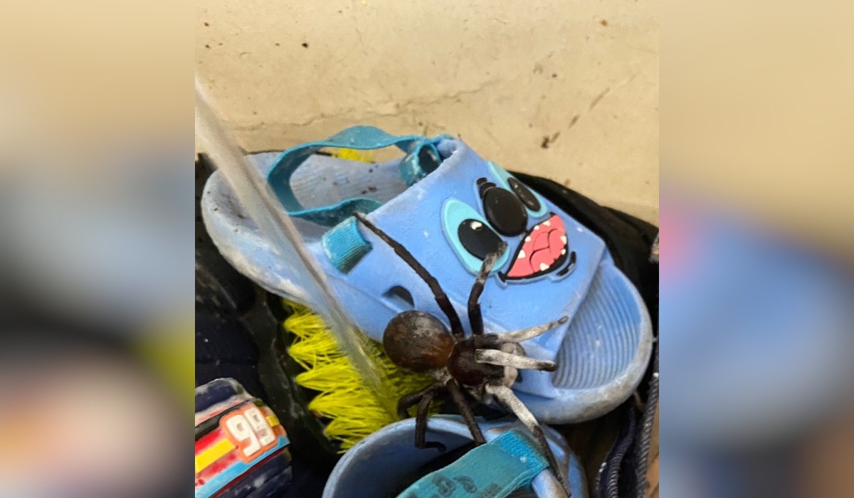 Homem é internado após ser picado por aranha escondida em sapato de criança no interior de SP 