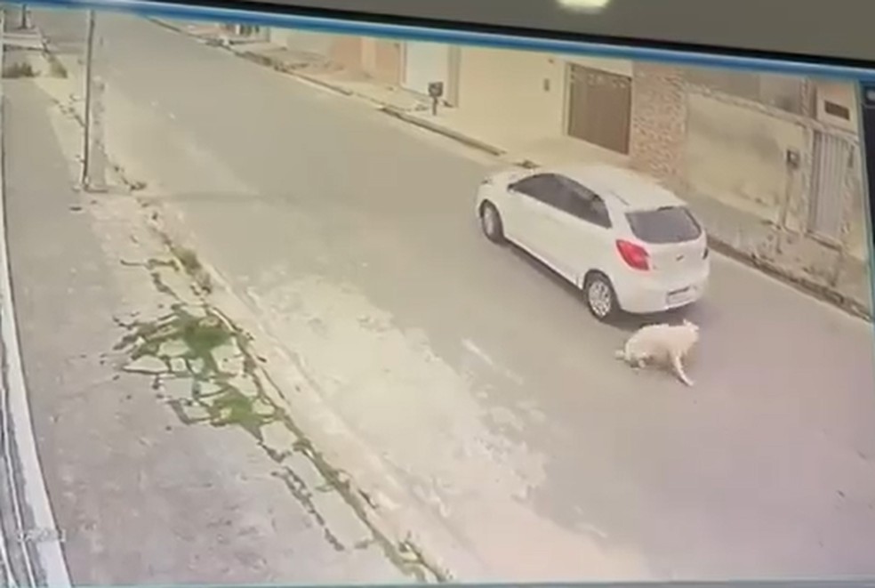 Homem é flagrado atropelando cachorro em rua de Campina Grande — Foto: Divulgação
