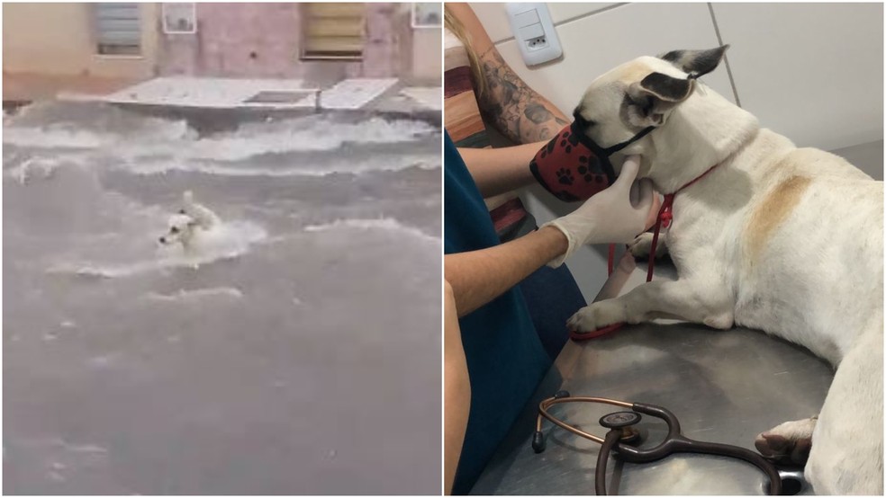 Cão arrastado por correnteza em meio a forte chuva é resgatado por voluntários em Juazeiro do Norte. — Foto: Reprodução