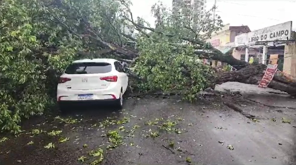 Árvore cai sobre carro e interdita Avenida Joaquim Nabuco, Centro de Manaus. — Foto: Divulgação/IMMU