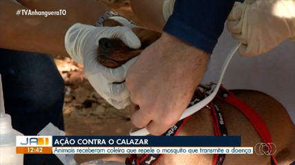 Cachorros recebem coleiras contra calazar em ação neste sábado (28), em Palmas
