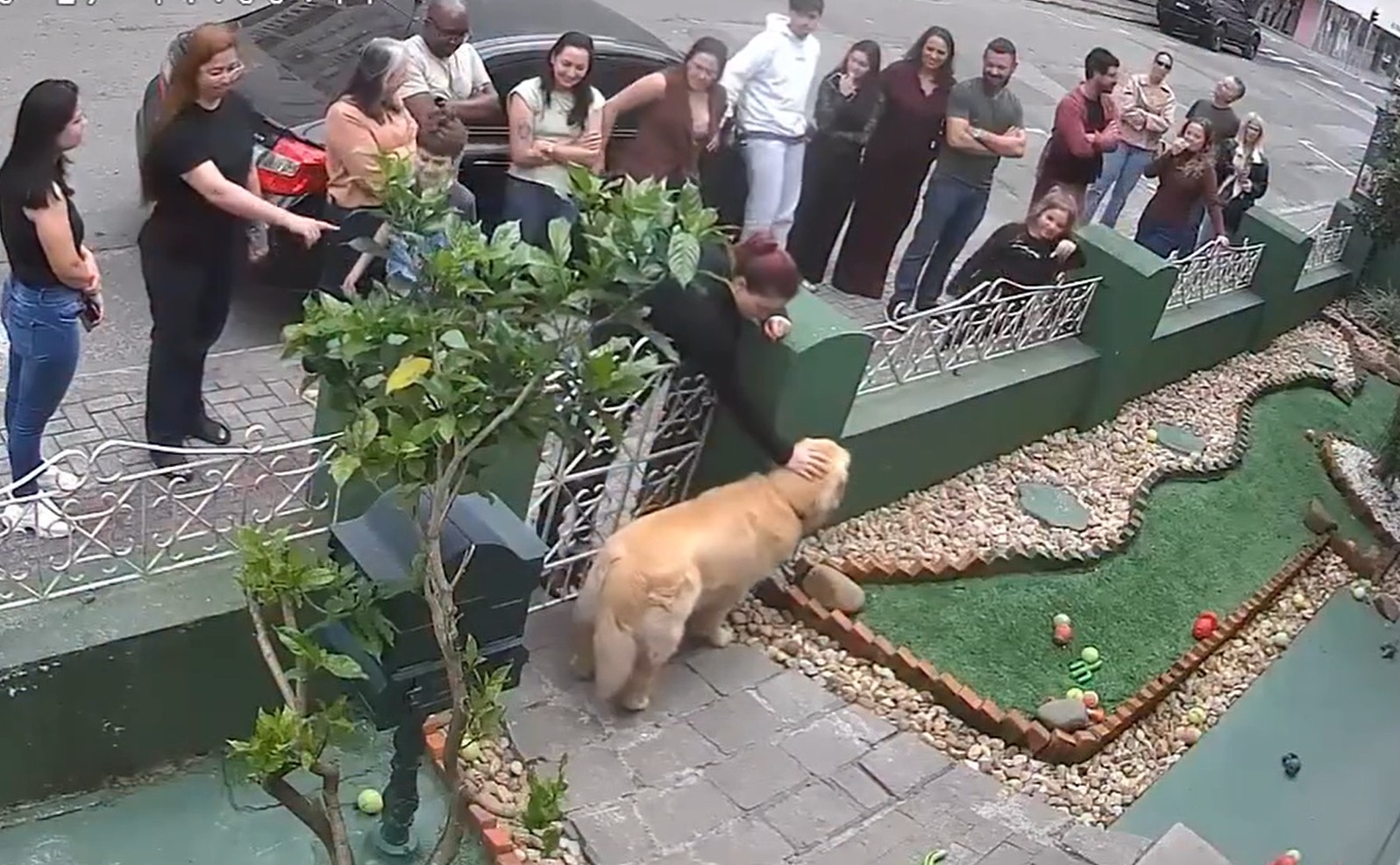 VÍDEO: golden retriever reúne 'fãs' no portão de casa para ganhar carinho em SC e cena viraliza