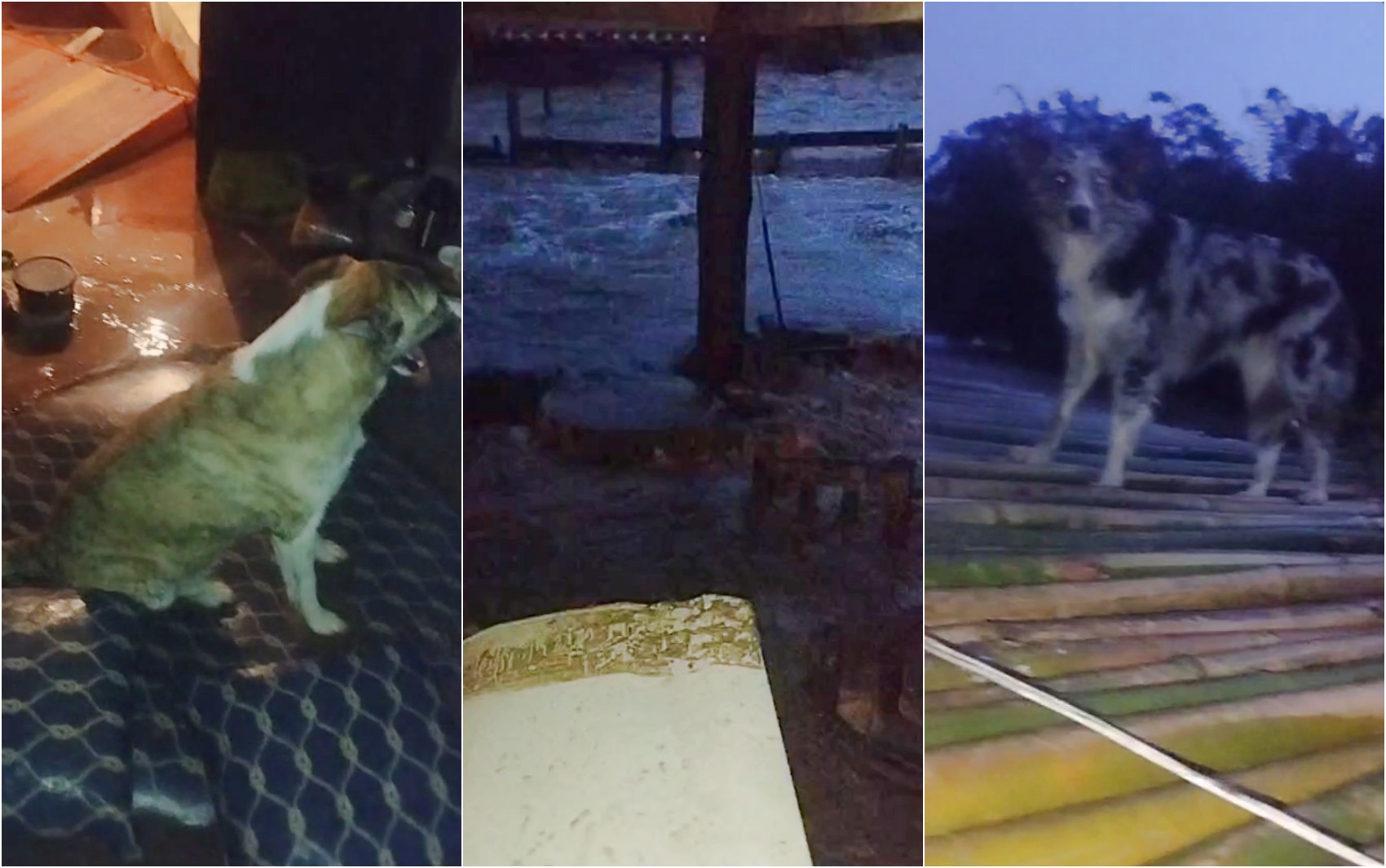 Mulher sobe com animais de estimação no telhado para escapar de enchente em MG; VÍDEO