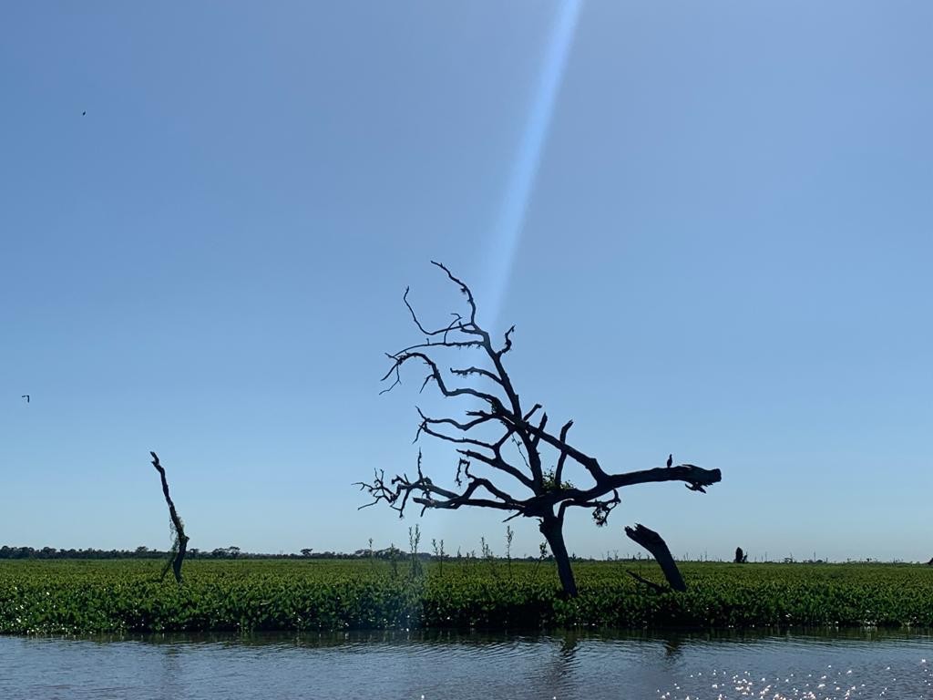 Rondônia e Acre ricos em Natureza, vistos pela Formiga Tá na natureza se  sentir livre