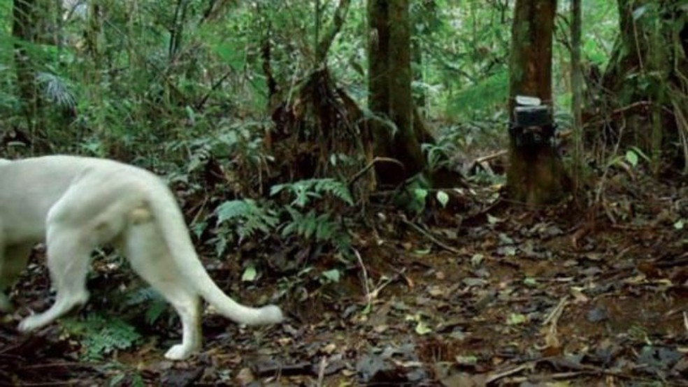 Há chances de que a onça-parda branca nunca seja avistada novamente, segundo especialistas — Foto: ICMBIO