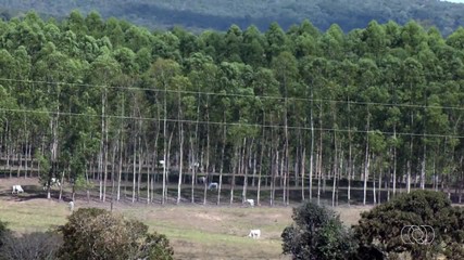Produção de látex ganha espaço no Cerrado