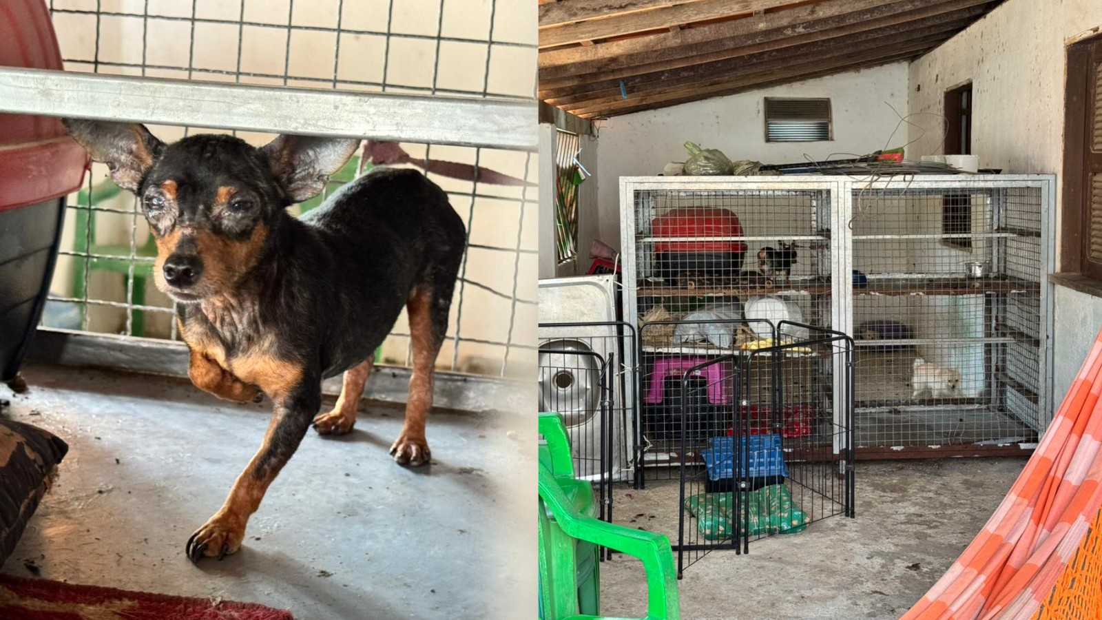 Cachorros são resgatados em situação de maus-tratos em canil clandestino no litoral do Piauí; dois presos 