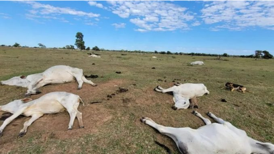 Frente fria traz perigo de hipotermia para rebanhos bovinos - Foto: (Iagro)