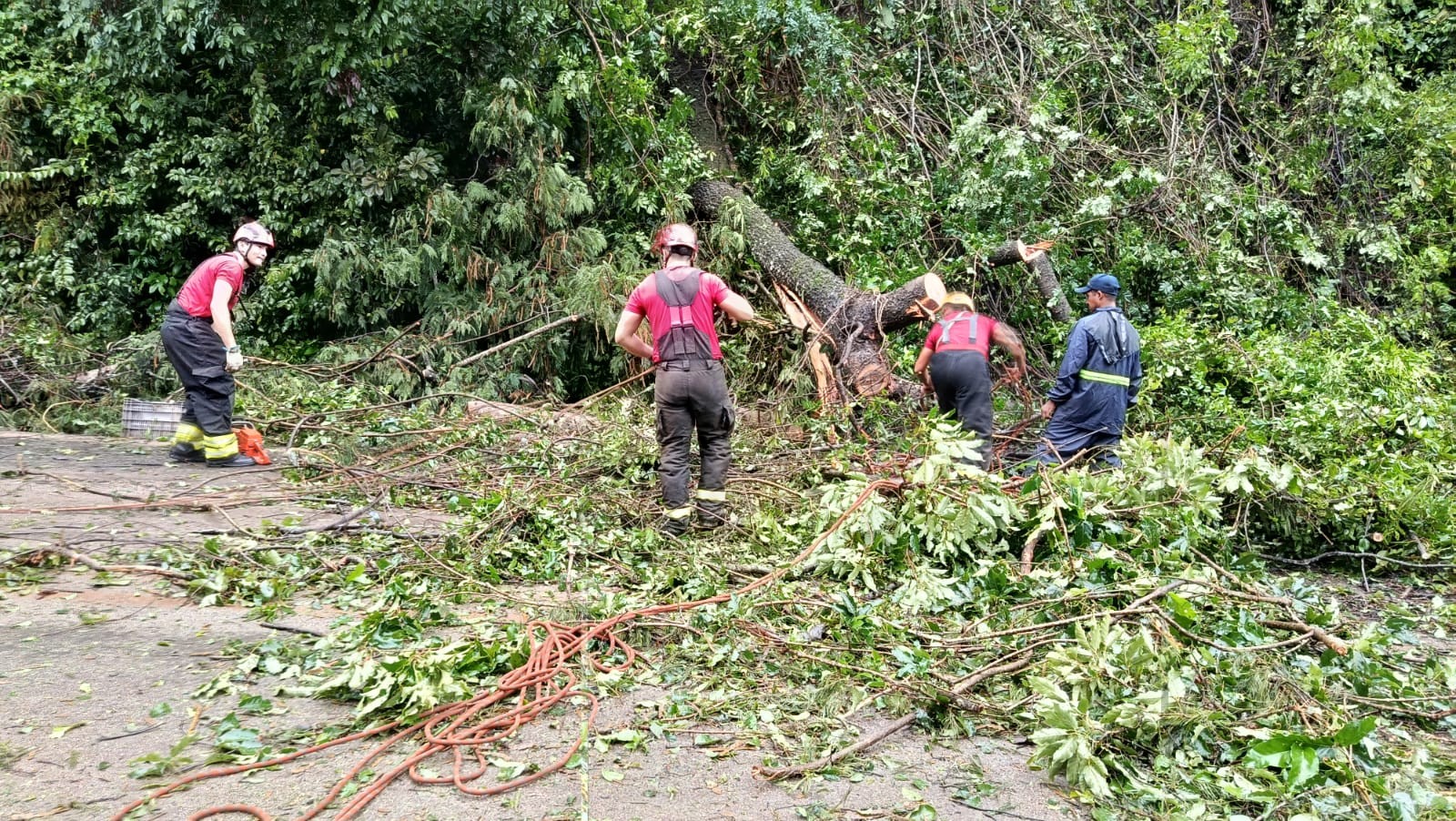 Árvore cai e interdita BR-163 por mais de 2 horas na descida da Serra do Piquiatuba em Santarém