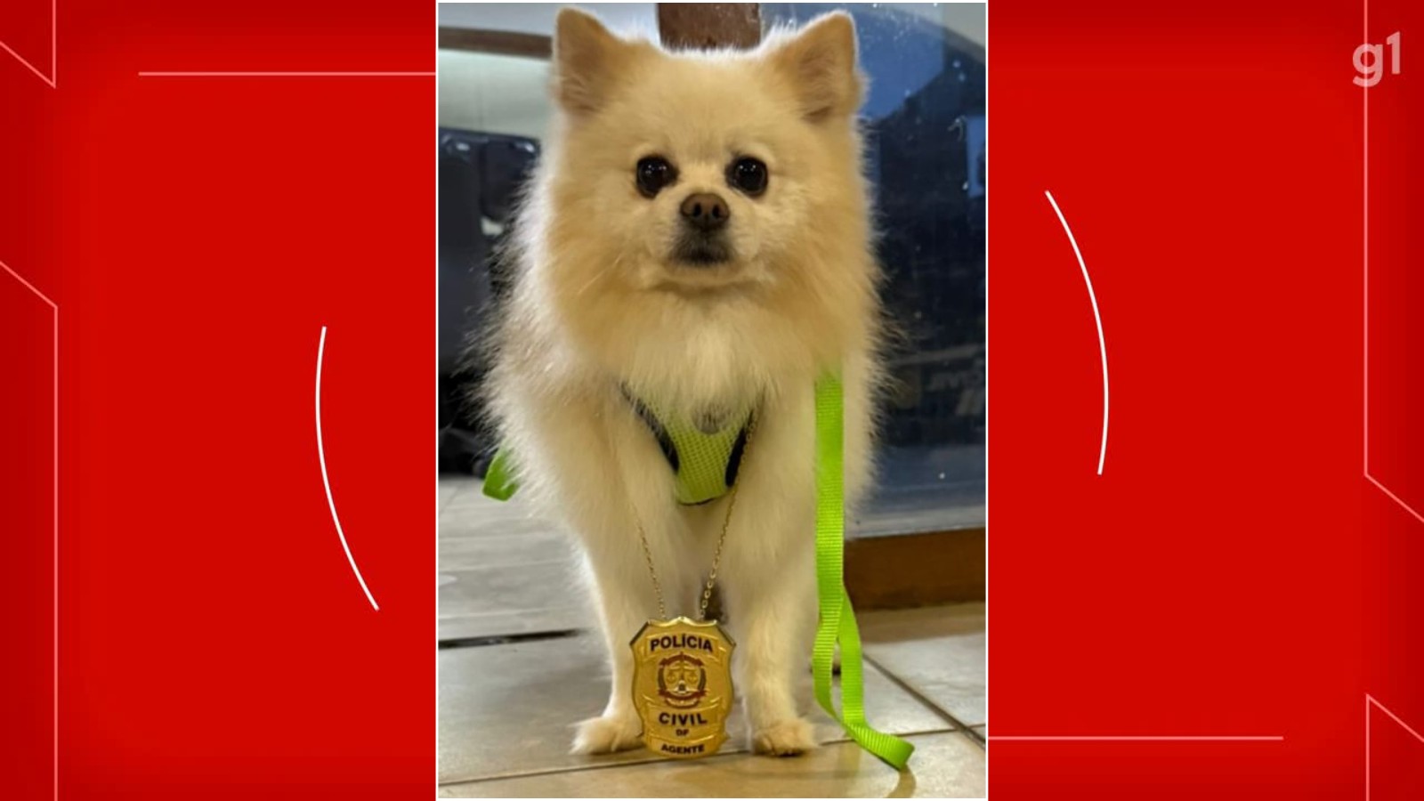 Homem flagrado levando Lulu da Pomerânia de estimação devolve animal em delegacia do DF