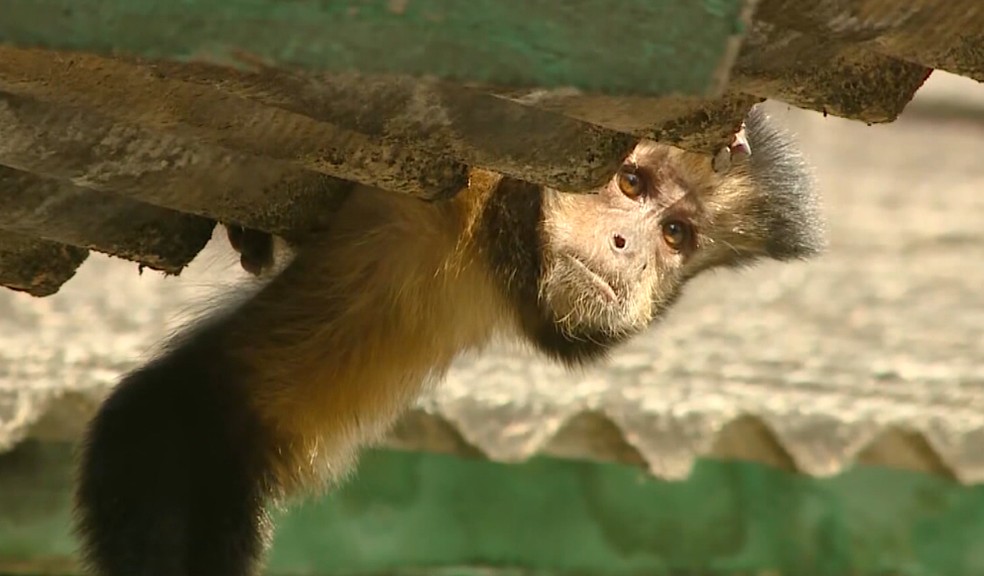 Pesquisa detalha comportamento e alimentação dos macacos-prego que vivem no  Bosque dos Macacos — Universidade Federal da Integração Latino-Americana