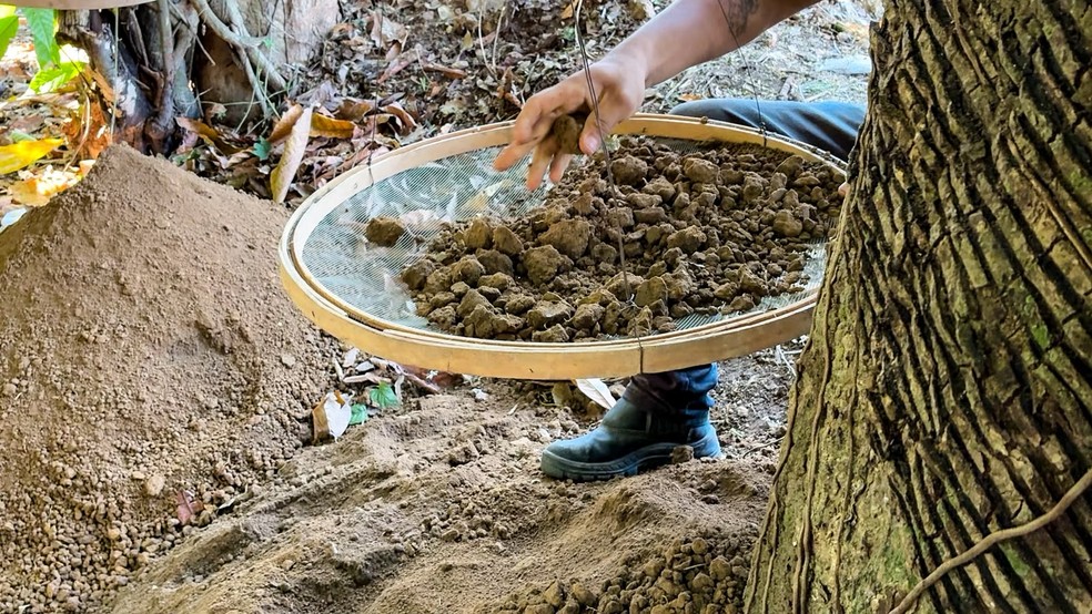 Fragmentos arqueológicos encontrados durante os trabalhos. — Foto: Liam Cavalcante/Rede Amazônica