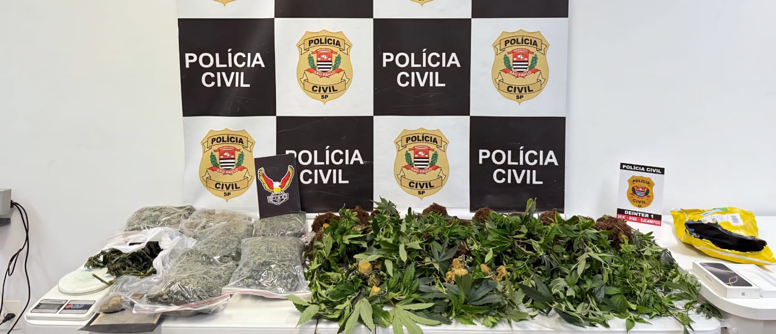 Polícia descobre chácara usada como estufa para produção de maconha em São José dos Campos; veja VÍDEO