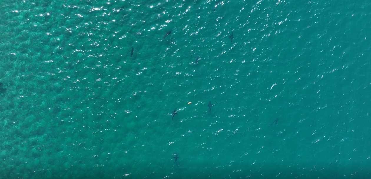 VÍDEO: Mais de 110 tubarões galha-preta são vistos no mar da Ilha Grande 