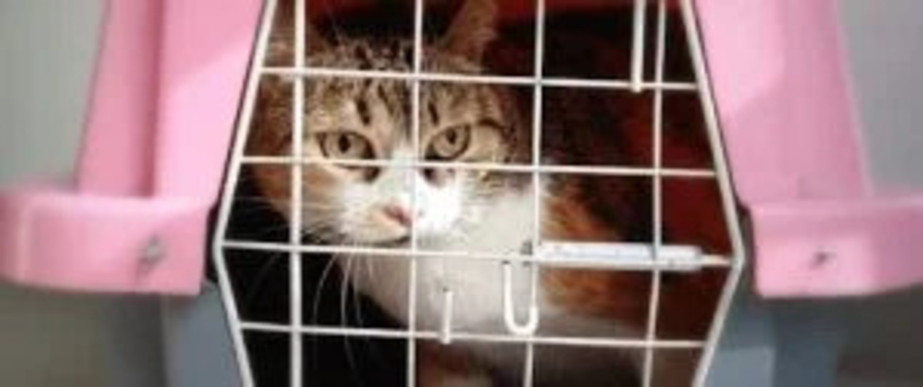 Natal libera viagens de cães e gatos no transporte público; veja regras