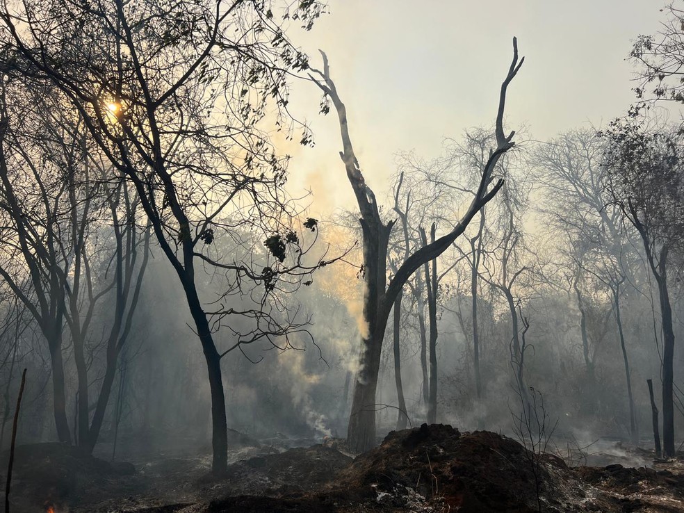 Incêndio atingiu uma extensa área em São José do Rio Preto (SP) — Foto: TV TEM / Rogério Pedrozo