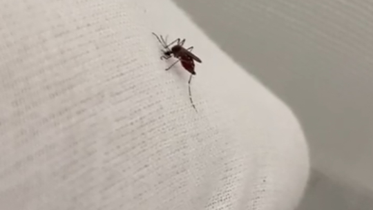 Mais de mil pessoas morreram por causa da dengue em MG este ano - Foto: (Reprodução/EPTV)