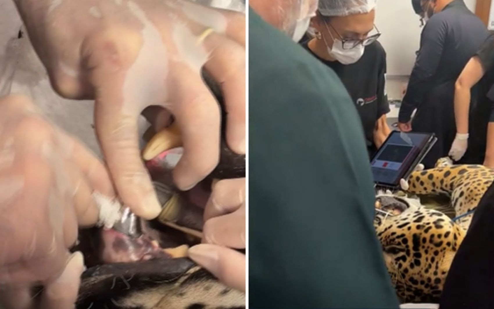 Filhote de onça símbolo do Pantanal recebe prótese de titânio após quebrar dente em Goiás   