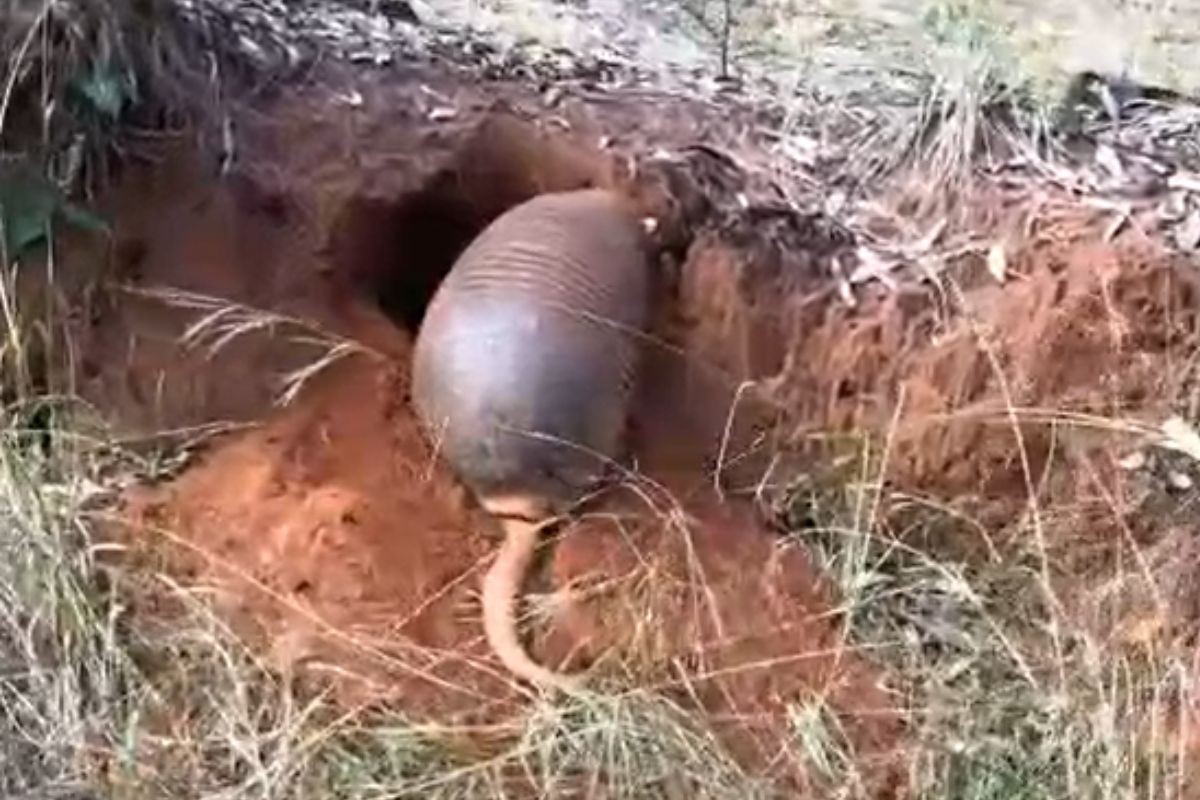 Vídeo mostra tatu-canastra cavando toca durante o dia em MS; veja momento raro