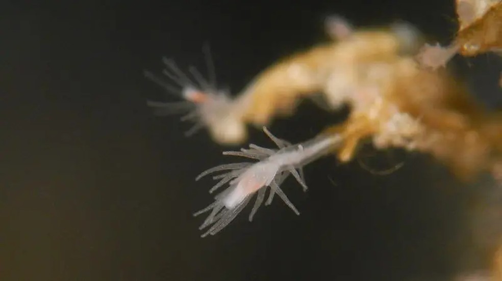 'Pólipos' de águas-vivas imortais são um estágio de vida inicial que produz bebês águas-vivas — Foto: Davide Maggioni/Laboratório de Miglietta na Texas A&M Galveston