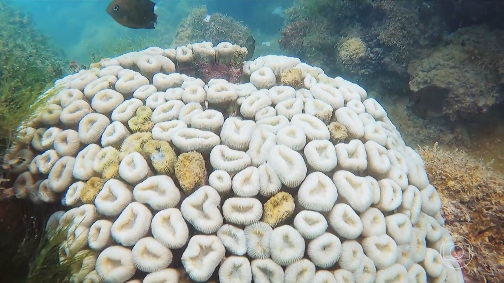 Corais da maior unidade de conservação marinha do Brasil estão em risco, alertam ambientalistas