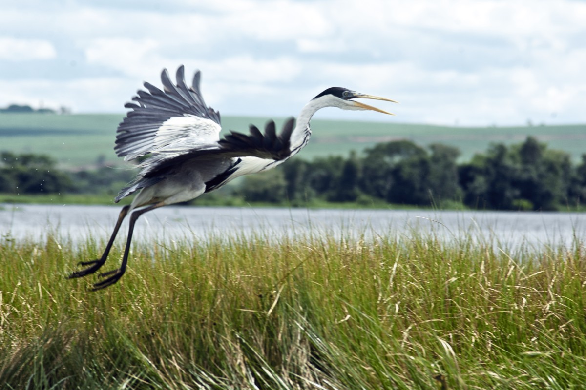 Evento mundial destaca riqueza das aves e desperta paixão pela natureza no Oeste Paulista