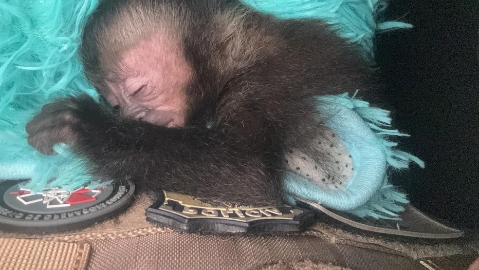 Filhote de macaco-prego é resgatado na Via Dutra, em Itatiaia — Foto: Divulgação/PRF