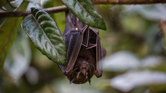 Morcego contaminado com vírus da raiva é encontrado em bairro nobre de BH - Foto: (Marcos Paiva)