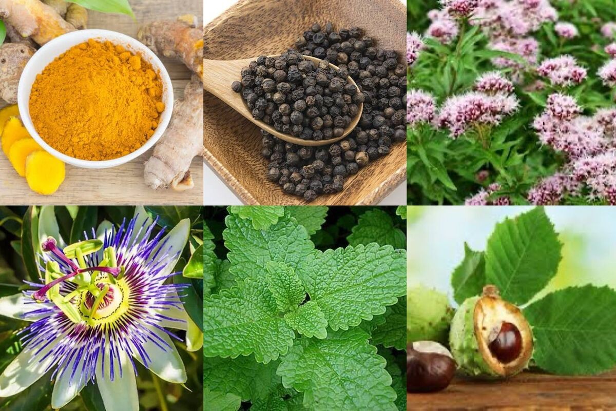 Medicamentos naturais e fitoterápicos para pacientes do SUS começam a ser oferecidos em Juiz de Fora
