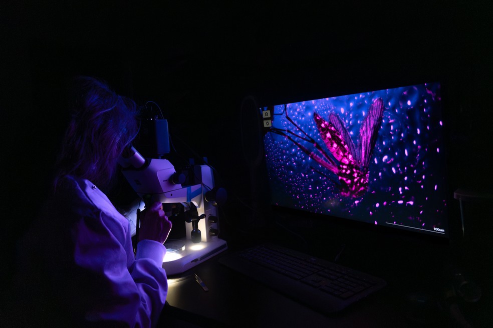 Entomologista observa mosquito da febre amarela sob luz ultravioleta em laboratório nos EUA; brilho indica que inseto ingeriu solução com corante fluorescente. — Foto: Shayanta Chowdhury/Nature