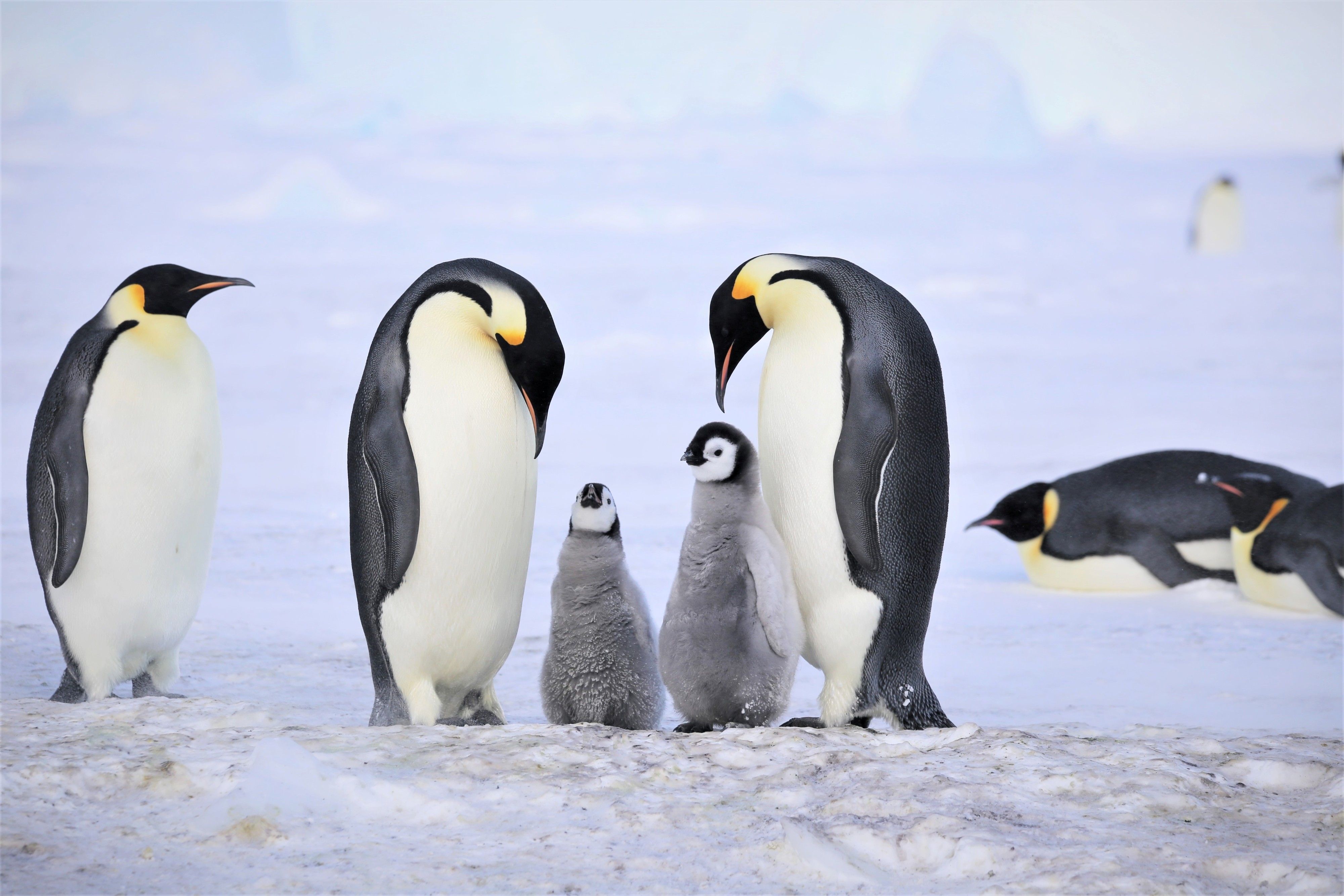 Iceberg gigante encalha perto de colônia na Antártida e derruba em 69% número de filhotes de pinguim-imperador