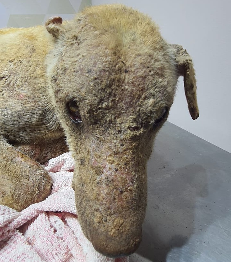 Cão vítima de maus-tratos foi resgatado em Euclides da Cunha Paulista (SP) — Foto: Polícia Militar Ambiental