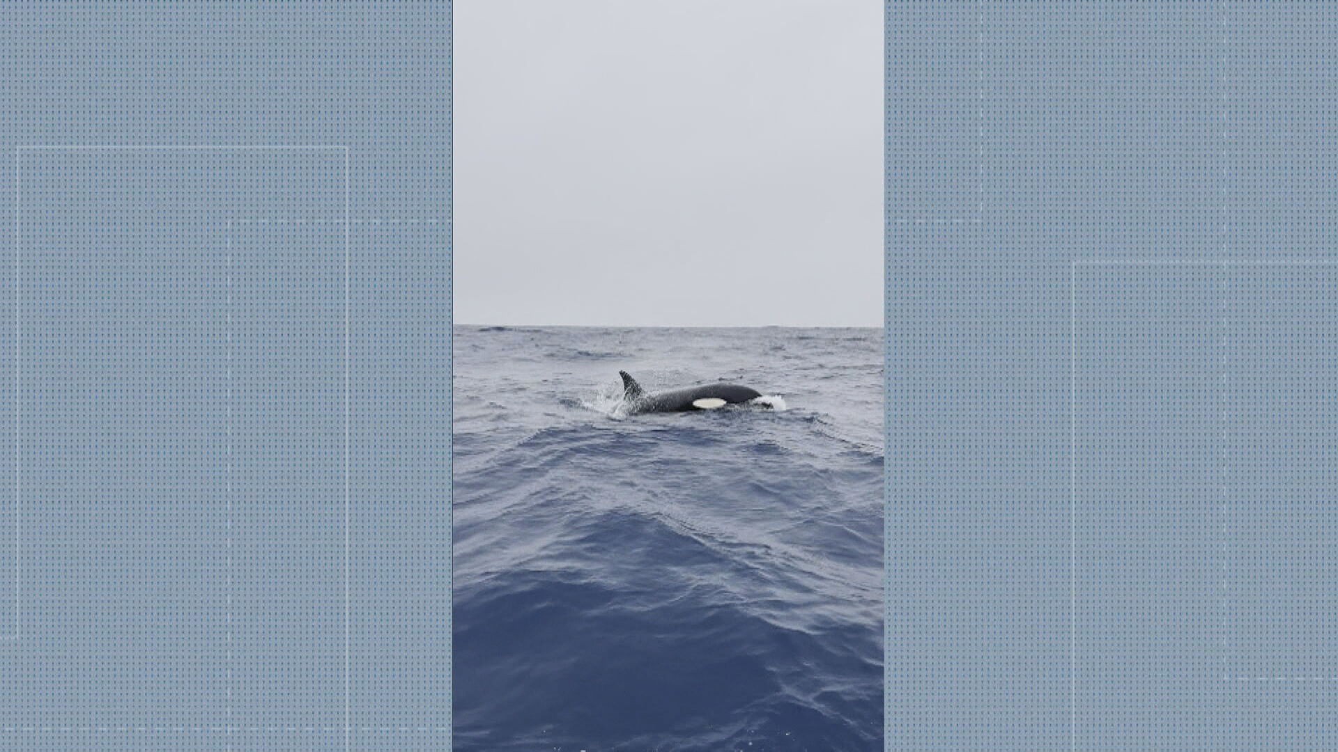 Oceanógrafo registra momento em que 5 orcas passeiam pela orla do Rio