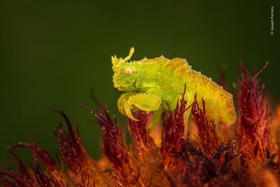 Inseto predador permanece imóvel sobre uma flor, à espera de uma presa que se aproxime. — Foto: Joseph Ferraro – Wildlife Photographer of the Year – People’s Choice Award 2026