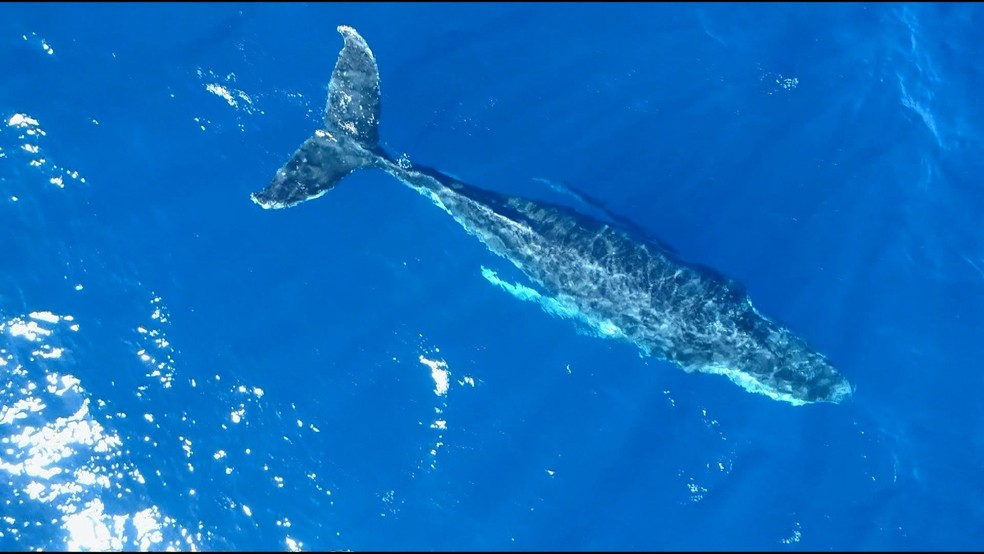 Governo ES - Festival marca o início da temporada das baleias