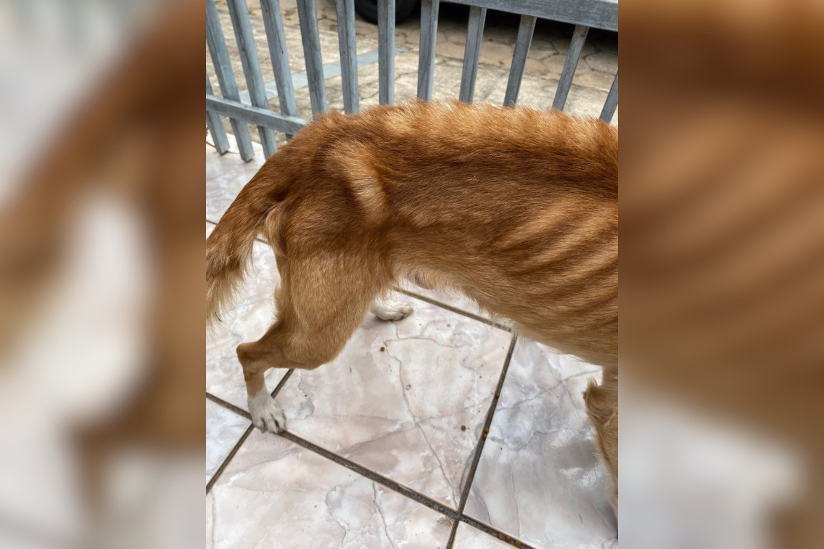 Mulher é presa por manter cão em situação extrema de maus-tratos; animal está disponível para adoção