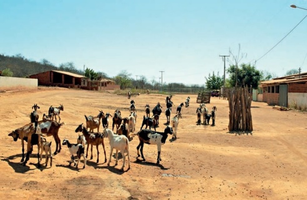 Enquanto no Cerrado é mais comum a criação de bovinos, na Caatinga é mais presente a de caprinos e ovinos. — Foto: Sertão Agroecológico/Univasf/Estudo FPP