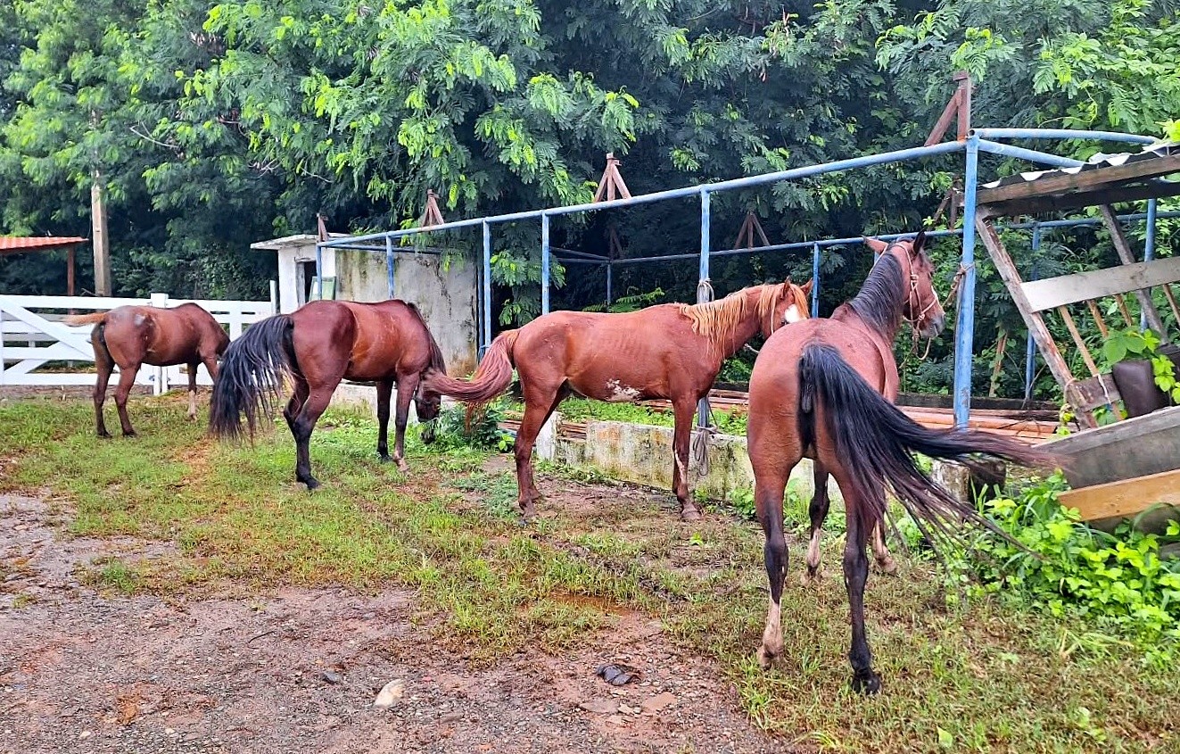 Operação apreende cavalos em área protegida de Fernando de Noronha