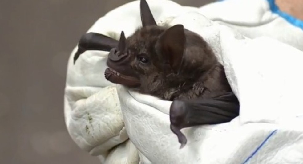 Raiva pode ser transmitida por animais silvestres, como morcegos. — Foto: Reprodução/RPC